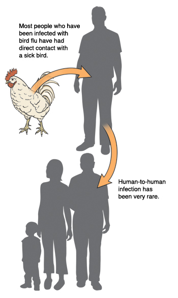 Chicken, man, and group of people. Most people who have been infected with bird flu have had direct contact with sick bird. Human-to-human infection has been very rare.