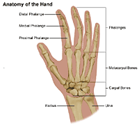 Illustration of the anatomy of the hand