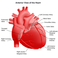 Anatomy of the heart, anterior view