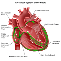Anatomy of the heart, view of the electrical system