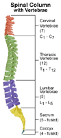 Anatomy of spinal column with vertebrae