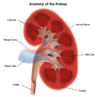 Illustration of the anatomy of the kidney