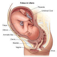 Illustration of fetus in utero