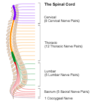 Illustration of the spinal cord