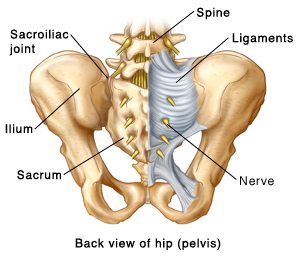 Back view of the hip (pelvis) showing the sacroiliac joint, spine, ligaments, ilium, sacrum, and nerve.