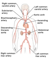Location of the aorta and arteries in the human body.