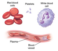 Illustration of blood components