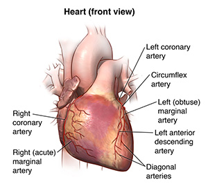 Illustration showing the heart from the front, or anterior view