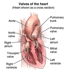 Illustration of the heart and heart valves