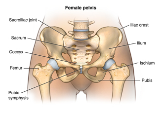 Anatomy of the female pelvis