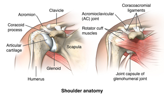 Anatomy of the shoulder showing the clavicle, acromion, the coracoid process, the articular cartilage, the humerus, the glenoid, the scalula, the coracromial ligaments, the acromioclavicular joint, rotator cuff muscles, and the joint capsule of the glenohumeral joint.