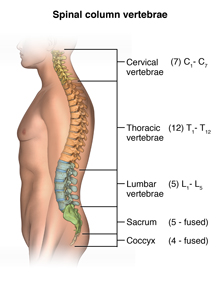 Anatomy of the spinal column showing the cervical vertebrae, the thoracic vertebrae, the lumbar vertebrae, the sacrum, and the coccyx