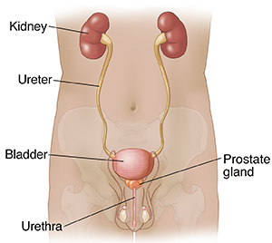 Front view of male outline showing urinary and reproductive tracts.