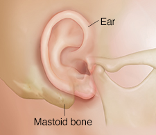 Side view of head showing ear and mastoid bone.