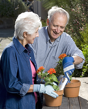 Gardening can be a pleasant way to keep your loved one active. Senior man and woman gardening together.