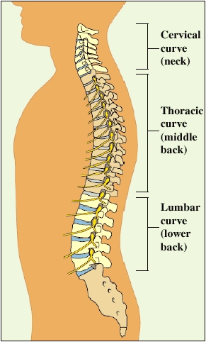 Image showing the three natural curves of the spine