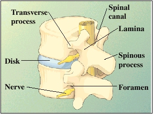 Image of the various parts of the vertebrae
