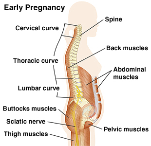 Cutaway view of spine early in pregnancy showing cervical curve, thoracic curve, lumbar surve, buttock muscles, sciatic nerve, thigh muscles, back muscles, abdominal muscles, and pelvic muscles.