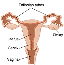 Front view of uterus, fallopian tubes, and ovaries.