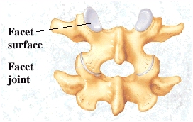 Vertabrae showing facet surface and facet joint.