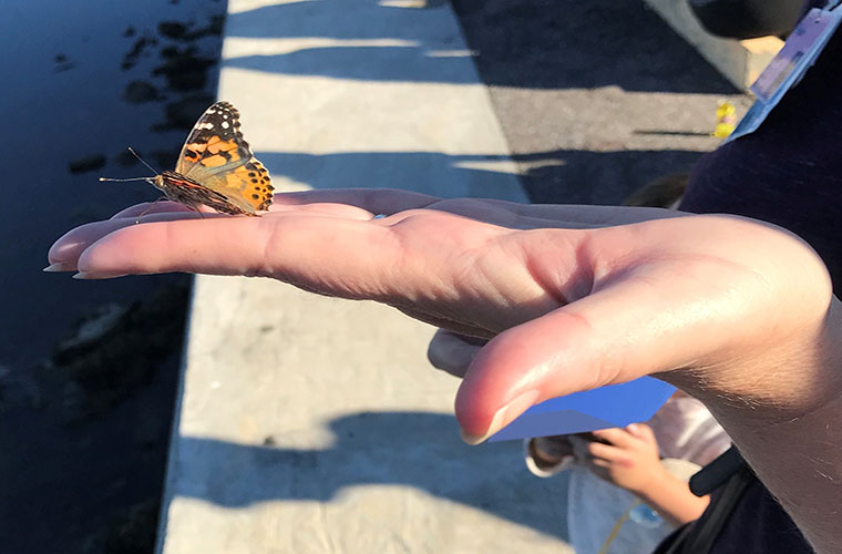 A butterfly ready to fly is perched on person's outstretched fingers with palms facing up