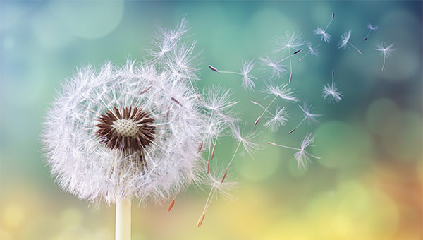 The wind blows dandelion seeds away from the plant.
