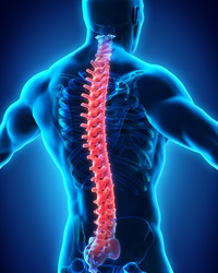An illustration of a person's spine